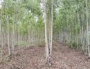 ขายที่ดิน - ขายที่ดินพร้อมสวนป่ายูคาลิปตัส 20-0-18 ไร่ (2แปลงติดกัน) ตำบลสันป่าตอง อำเภอนาเชือก จังหวัดมหาสารคาม