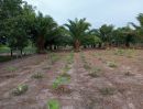 ขายที่ดิน - ขายที่ดินบ้านสวน วิวธรรมชาติอากาศดี เหมาะสำหรับทำการเกษตร อุบลราชธานี