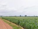 ขายที่ดิน - ที่ดินเปล่า สำหรับทำเกษตรหรืออยู่อาศัย โฉนด 34 ไร่ ขายถูก อ.โคกสำโรง ลพบุรี