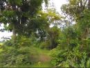 ขายที่ดิน - ขายที่ดิน 10ไร่ หันคา ชัยนาท เป็นสวนป่า ที่สูง เหมาะปลูกป่า ทำเกษตร ปลูกบ้าน ราคาถูกๆ
