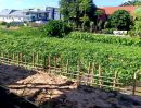 ขายที่ดิน - ขายสวนลำใยบ้านหนองแฝกสารภีติดถนนคอนกรีตโฉนดพร้อมโอนราคาถูก