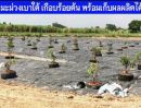 ขายที่ดิน - ขายสวนมะม่วง 8 ไร่ พร้อมบ้านพัก น้ำ ไฟฟ้า ทำเลเยี่ยม ติดถนนทางหลวง เข้าออกได้หลายทาง อู่ทอง สุพรรณบุรี