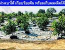 ขายที่ดิน - ขายสวนมะม่วง 8 ไร่ พร้อมบ้านพัก น้ำ ไฟฟ้า ทำเลเยี่ยม ติดถนนทางหลวง เข้าออกได้หลายทาง อู่ทอง สุพรรณบุรี