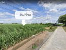 ขายที่ดิน - ที่ดินสวย ต.ดอนปรู อ.ศรีประจันต์ จ.สุพรรณบุรี