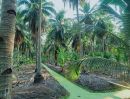 ขายที่ดิน - ขายถูก สวนมะพร้าวน้ำหอม อัมพวา 35 -3 -86 ไร่ ติดคลอง ผืนสวยหายาก ทำธุรกิจต่อได้เลย เก็บกินได้ตลอดปี เพียงไร่ละ 800,000 ราคารวม 29,000,000