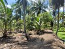 ขายที่ดิน - ขายถูก สวนมะพร้าวน้ำหอม อัมพวา 35 -3 -86 ไร่ ติดคลอง ผืนสวยหายาก ทำธุรกิจต่อได้เลย เก็บกินได้ตลอดปี เพียงไร่ละ 800,000 ราคารวม 29,000,000