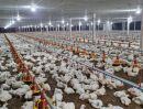 ขายที่ดิน - ขายฟาร์มไก่พร้อมโรงเรือน ขนาดใหญ่ จังหวัดปราจีนบุรี