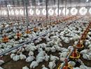 ขายที่ดิน - ขายฟาร์มไก่พร้อมโรงเรือน ขนาดใหญ่ จังหวัดปราจีนบุรี