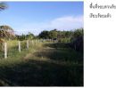 ขายที่ดิน - ขายที่ดินติดถนน พร้อมสวนมะพร้าวติดตั้งโซลาร์เซลล์ในสวน วิวเขาพนมรุ้ง 5 ไร่