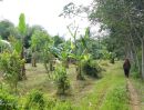 ขายที่ดิน - ขายสวนทุเรียนพร้อมผลไม้ ริมคลองวาดโตนงาช้าง