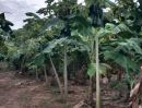 ขายที่ดิน - ขายสวนกล้วยหอมทอง พร้อมบ้าน กลัดหลวง จังหวัดเพชรบุรี