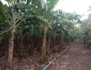 ขายที่ดิน - ขายสวนกล้วยหอมทอง พร้อมบ้าน กลัดหลวง จังหวัดเพชรบุรี