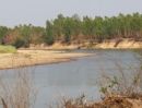 ขายที่ดิน - ขายที่ดิน 190 ไร่ ติดริมแม่น้ำมูล ใกล้ฝายยางบ้านเขว้า อำเภอคูเมือง บุรีรัมย์