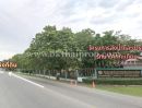 ขายที่ดิน - ที่ดิน ถ.3196 ( สายดงพลับ-เจ้าปลุก ) เมืองลพบุรี