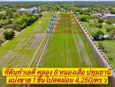 ขายที่ดิน - ขายที่ดินทำเลดี 1 ไร่ สด ผ่อน ซ.บึงบอน 19 คลอง 8 หนองเสือ ปทุมธานี