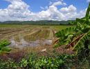 ขายที่ดิน - ขายที่ดิน อำเภอเชียงแสนจังหวัดเชียงราย ที่นา น้ำอุดมสมบูรณ์ มีประปา