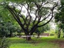 ขายที่ดิน - ขายด่วน!! ที่ดินเชียงใหม่ ติดพิพิธภัณฑ์พระพิฆเนศ อ.ดอยหล่อ พร้อมบ้าน 4 หลัง