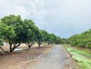 ขายที่ดิน - ขายที่สวนลำใยพัฒนาเรียบร้อยประตูป่าจังหวัดลำพูนพร้อมโอน