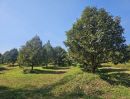 ขายที่ดิน - ขายสวนทุเรียน บ้านสะพานเลือก ตำบลทุ่งเบญจา อำเภอท่าใหม่ จันทบุรี