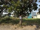 ขายที่ดิน - ขายที่ดิน ซอยบงกช48 ธัญบุรี คลองสอง (รหัส202526) อ.คลองหลวง จ.ปทุมธานี