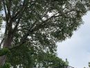 ขายที่ดิน - ขายถูก ขายด่วน ลดแรง ขายที่ดินมีโฉนด บนเนินเขา แปลงสวยที่สุดของโครงการ The Peak at Khao Kho