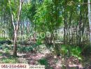ขายที่ดิน - ที่ดินสวนยางชัยบุรี 5 ไร่ 23.4 ตร.ว. สุราษฎร์ธานี ใกล้ตลาดสดเทศบาลชัยบุรี