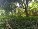 ขายที่ดิน - ขายที่ดิน 397 ตรว. ถมแล้ว สุขุมวิท 50 ซอยสวัสดี พื้นที่สีส้ม บรรยากาศดี เหมาะสร้างบ้านหรู ซื้อลงทุน