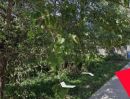 ขายที่ดิน - ขายที่ดินแปลงสวย เนื้อที่ 106 ตรว. ขามใหญ่ ถนนชยางกูร