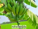 ขายที่ดิน - มีโฉนด 2 ไร่ครึ่งขายยกแปลงเพียง 890,000 บาทรวมโอน เจ้าของขายเองสวนผสมห่างเซเว่นเพียง 400 เมตร ติดถนนลาดยาง ติดคลองชลประทาน