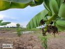 ขายที่ดิน - เจ้าของขายเอง สวนผสมบ่อปลาแปลงเล็ก ติดถนนสองด้าน วิวทุ่งนาวิวภูเขาเหมาะทำบ้านสวน สวนผสม