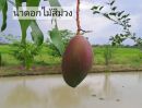 ขายที่ดิน - ขายสวนผสมบ่อปลา ไฟฟ้าน้ำประปาพร้อม วิวสวยเหมาะทำบ้านสวน บ้านพักตากอากาศ