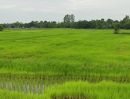 ขายที่ดิน - ที่นาในเมือง แปลงสวย อนาคตดี ต.บ้านบัว อ.เมืองบุรีรัมย์