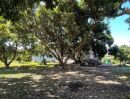ขายที่ดิน - ขายที่สวนลำใยติดถนนหน้ากว้างบ้านพญาชมภูสารภีโฉนดพร้อมโอน