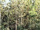 ขายที่ดิน - ที่ดินพร้อมสวนสัก ติดถนน กลางชุมชน อยู่อาศัยได้ ท่าปลา อุตรดิตถ์