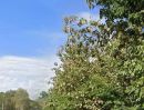 ขายที่ดิน - ที่ดินพร้อมสวนสัก ติดถนน กลางชุมชน อยู่อาศัยได้ ท่าปลา อุตรดิตถ์