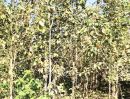 ขายที่ดิน - ที่ดินพร้อมสวนสัก ติดถนน กลางชุมชน อยู่อาศัยได้ ท่าปลา อุตรดิตถ์