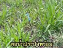 ขายที่ดิน - ขายที่ดิน 3 ไร่ 3 งาน ราคา 3 ล้าน (น.ส.3ก) เจ้าของขายเอง