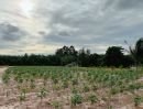 ขายที่ดิน - ขายที่ดินปลวกแดงเนื้อที่ 14 ไร่ ซอยมาบยางพร4 ใกล้ถนนเส้น3013 500เมตร ระยอง