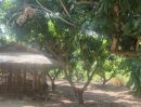 ขายที่ดิน - สวนลำไย 1 ไร่ หลังสนามกอลฟ์เซนครีก สันกำแพง