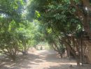ขายที่ดิน - สวนลำไย 1 ไร่ หลังสนามกอลฟ์เซนครีก สันกำแพง