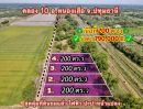 ขายที่ดิน - ขายที่ดินบึงกาสามเนื้อที่ 200 ตรว คลอง10 ถมแล้ว เข้าซอยจากถนน3261เพียง300เมตร หนองเสือ ปทุมธานี