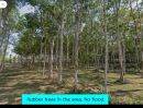 ให้เช่าที่ดิน - ให้เช่าที่ดินแปลงสวยทำเลดี จ.ภูเก็ต! เหมาะสำหรับทำที่พักให้เช่า ร้านอาหาร คาเฟ่ สปา ค่ายมวย ที่จอดรถ หรือคลังสินค้า
