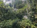 ขายที่ดิน - ขายด่วนที่ดิน ติดถนนดำ วิวเขา นครศรีธรรมราช