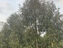 ขายที่ดิน - ขายที่สวนทุเรียน 1 ไร่ อำเภอเมือง นครนายก วิวเขา สวยเหมาะกับการอยู่อาศัย