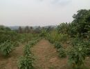 ขายที่ดิน - ขายที่สวนทุเรียน 1 ไร่ อำเภอเมือง นครนายก วิวเขา สวยเหมาะกับการอยู่อาศัย