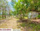 ขายที่ดิน - ที่ดินนาดี 27 ไร่ 389 ตร.ว. ปราจีนบุรี ใกล้อุทยานแห่งชาติทับลาน
