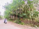 ขายที่ดิน - ขายที่ดินสวนยางพารา ติดถนนดำไฟฟ้าน้ำประปาถึง