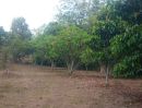 ขายที่ดิน - ขายที่ดินพร้อมต้นผลไม้ เนื้อที่ 3 งาน 58 ตร.ว.