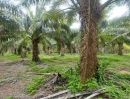ขายที่ดิน - ขายที่ดินสวนปาล์ม 48ไร่ อ.เมือง อำนาจเจริญ ต้นปาล์มให้ผลผลิตดี ขายราคาถูก