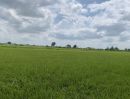ขายที่ดิน - ขายที่ดินแปลงสวย ทำเลทอง ซอยวัดลาดปลาดุก อ.บางบัวทอง จ.นนทบุรี 13 ไร่ 2 งาน